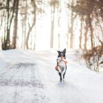 dog, borderkolie, winter