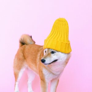 Vêtement pour chien